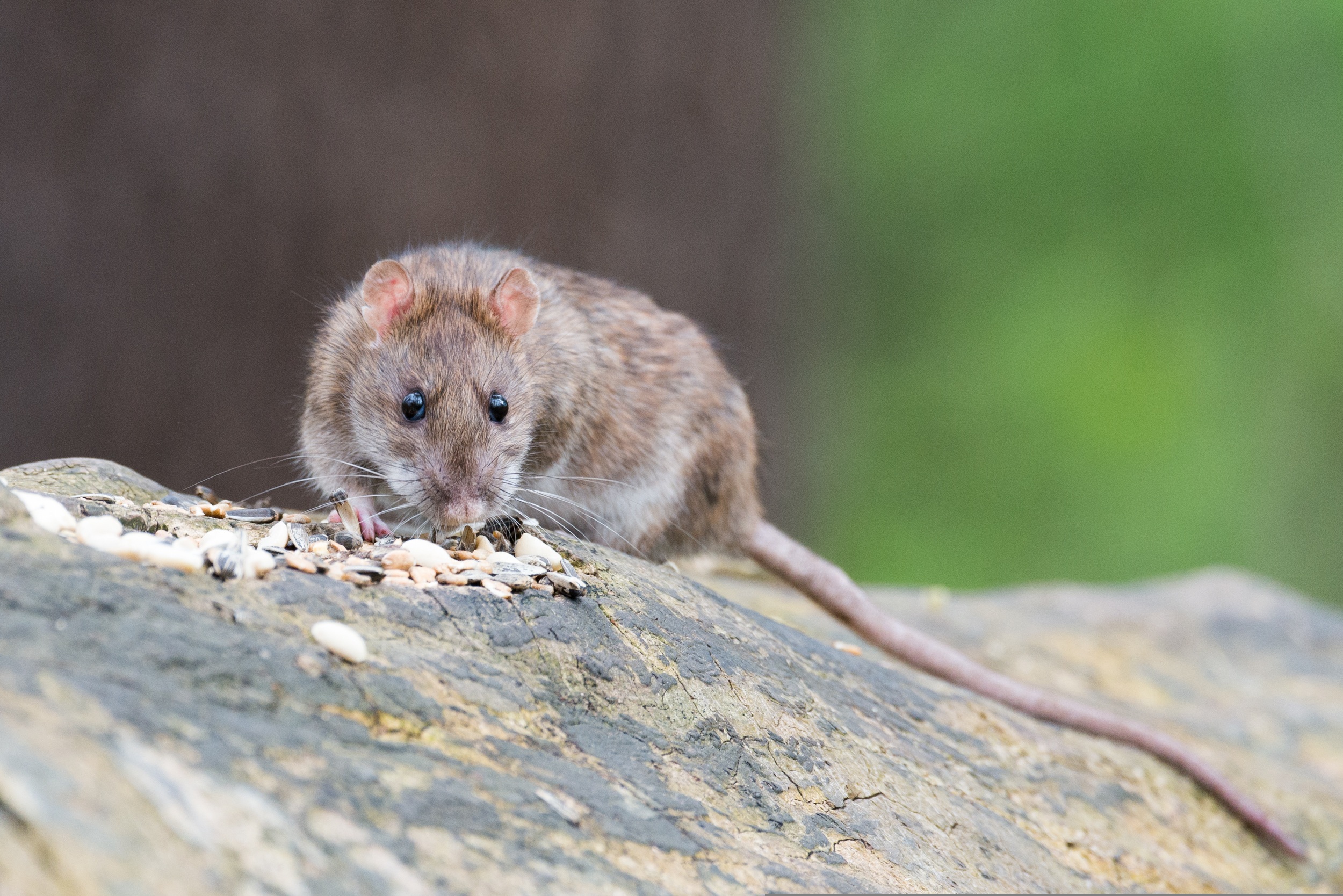 hantavirus